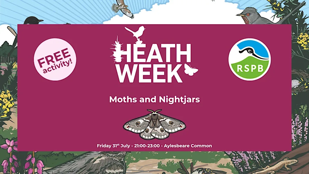 Heath Week 2026: Moths and Nightjars at Joney's Cross Car Park