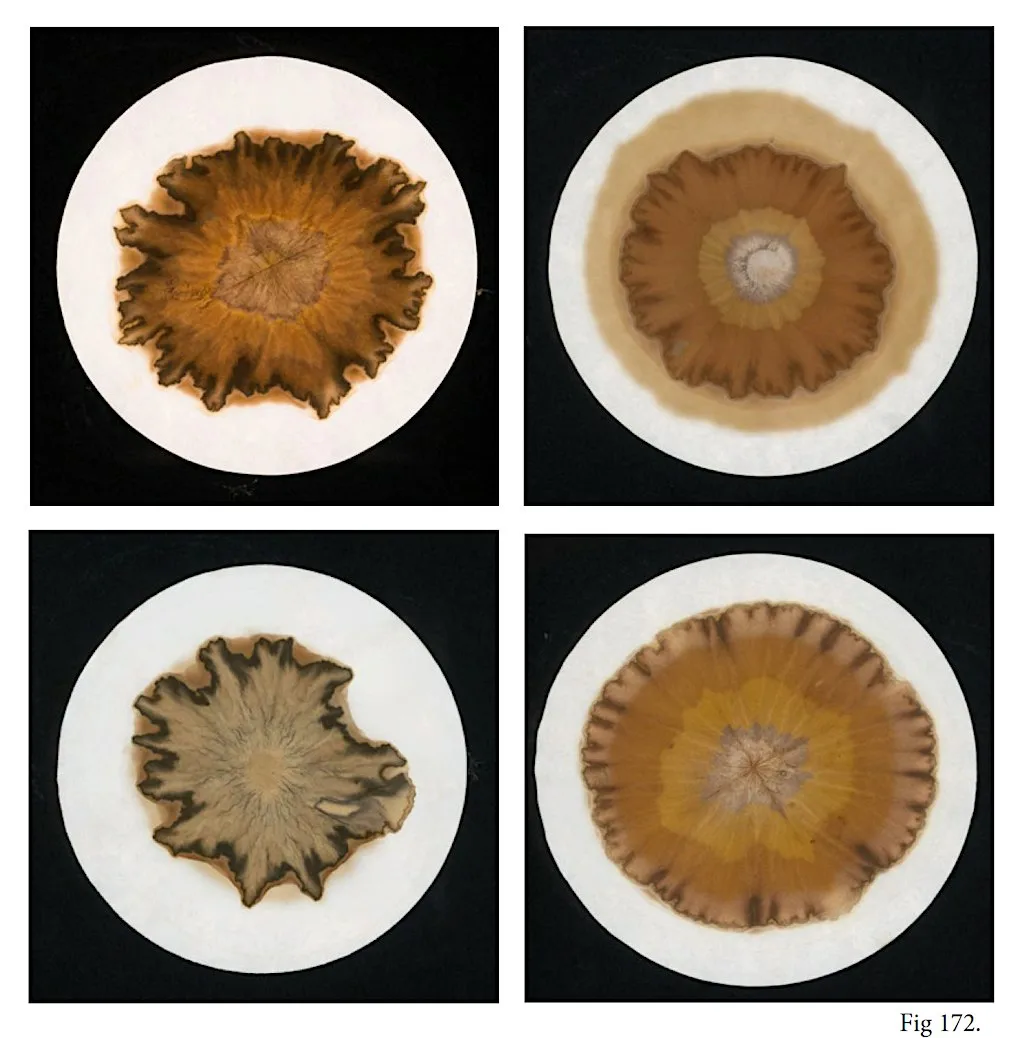 Chromatograms - cameraless photography looking at organic constructs