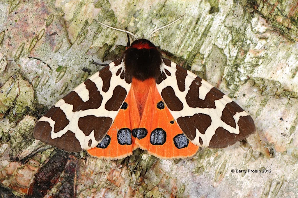 Moth morning at The Stiperstones National Nature Reserve