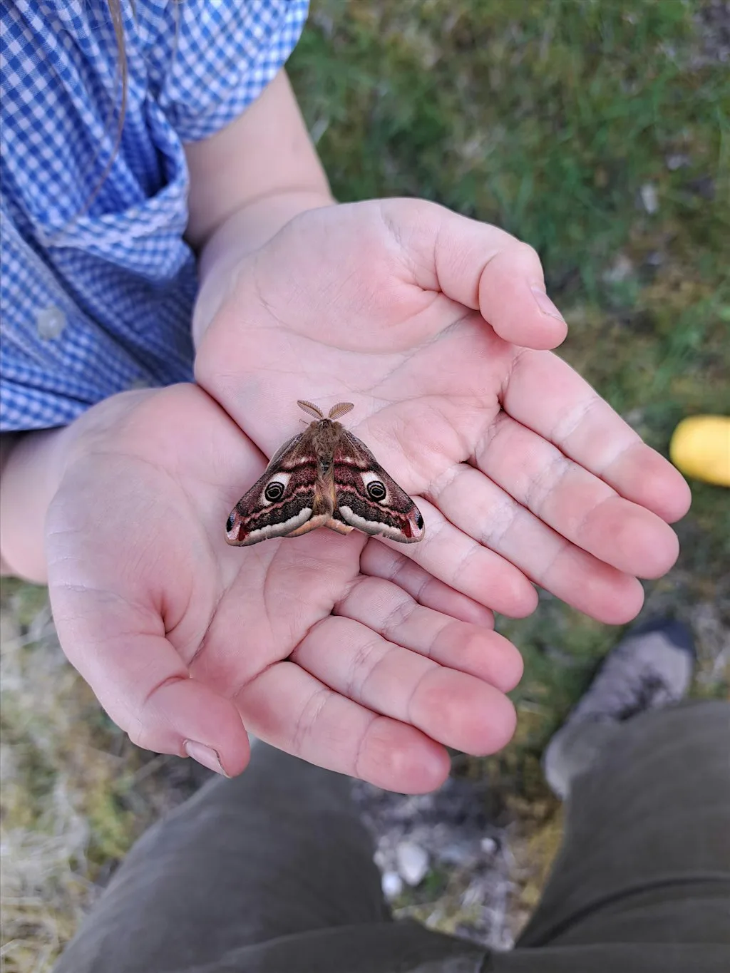 Marvellous moths for kids at Dun Coillich