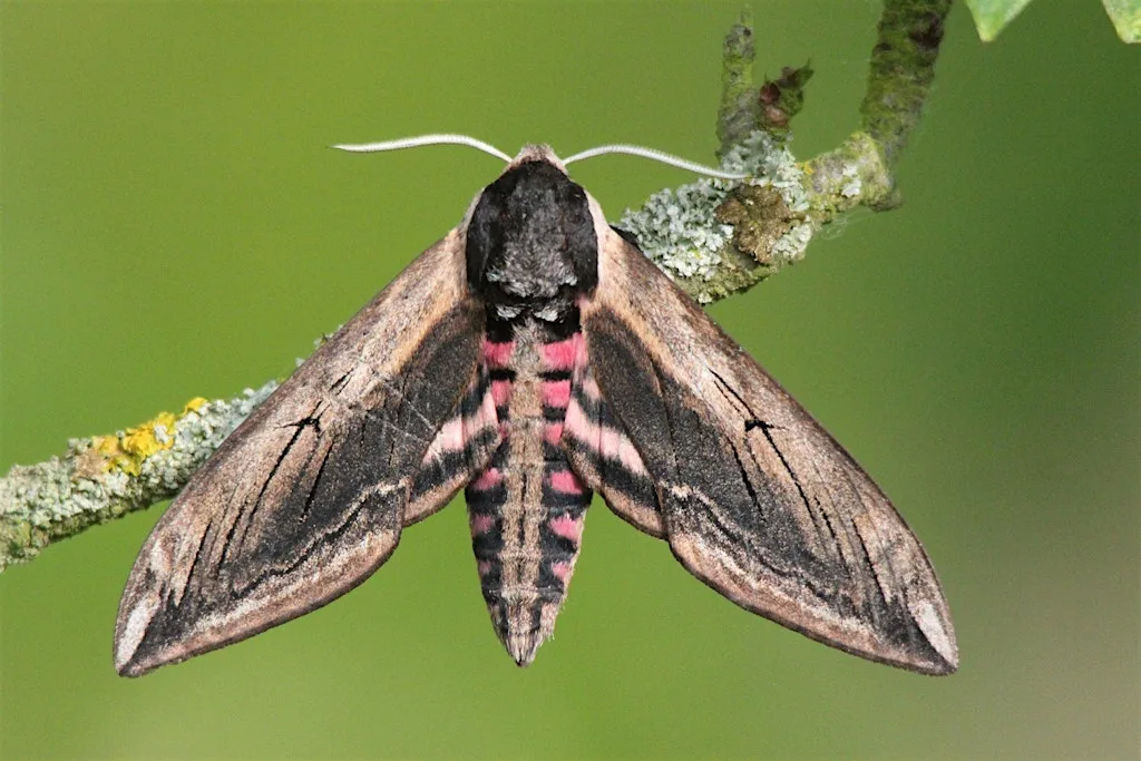 Marvellous moth morning at NWT Cley Marshes (Family event) at Cley Marshes Visitor Centre