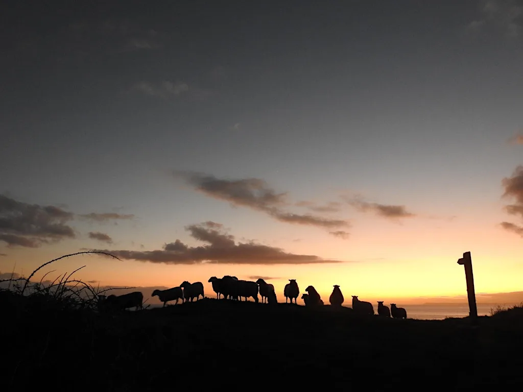 Looe Island | Historic Tales, Smugglers and Ghosts at Looe Island Nature Reserve