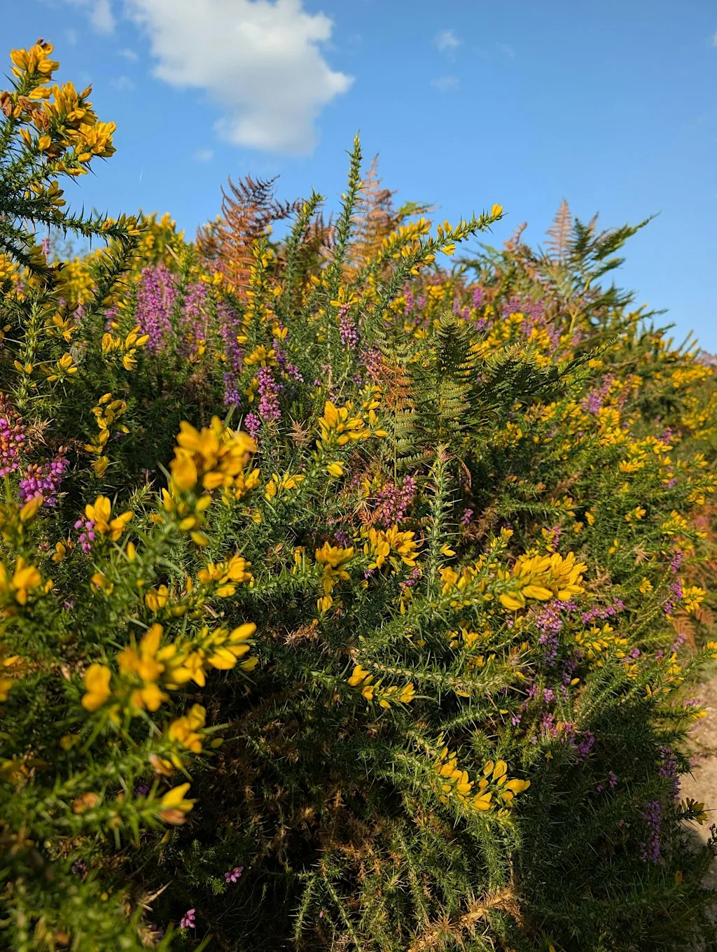 Wildlife Walk - Heath Week at Canford Heath Nature Reserve - Steeple Close