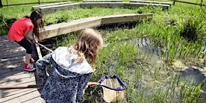 Family Pond Dipping Summer holiday (morning) - Woolley Firs, Maidenhead, Thursday 30 July at Woolley Firs Environmental Education Centre