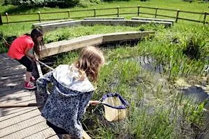 Family Pond Dipping Summer holiday (morning) - Woolley Firs, Maidenhead, Friday 31 July at Woolley Firs Environmental Education Centre