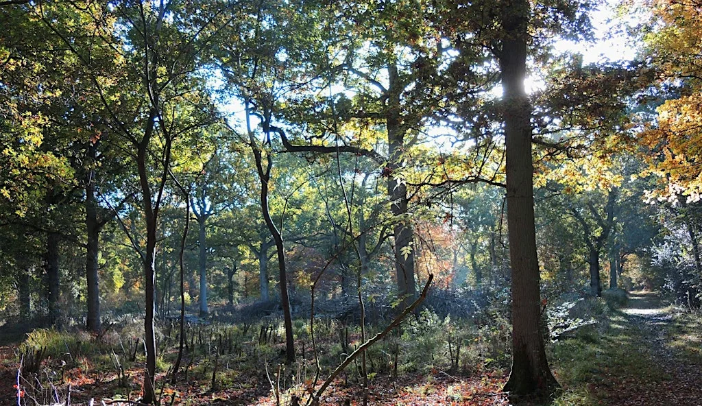 Noticing Nature - Brasenose Wood, Shotover at Brasenose Wood