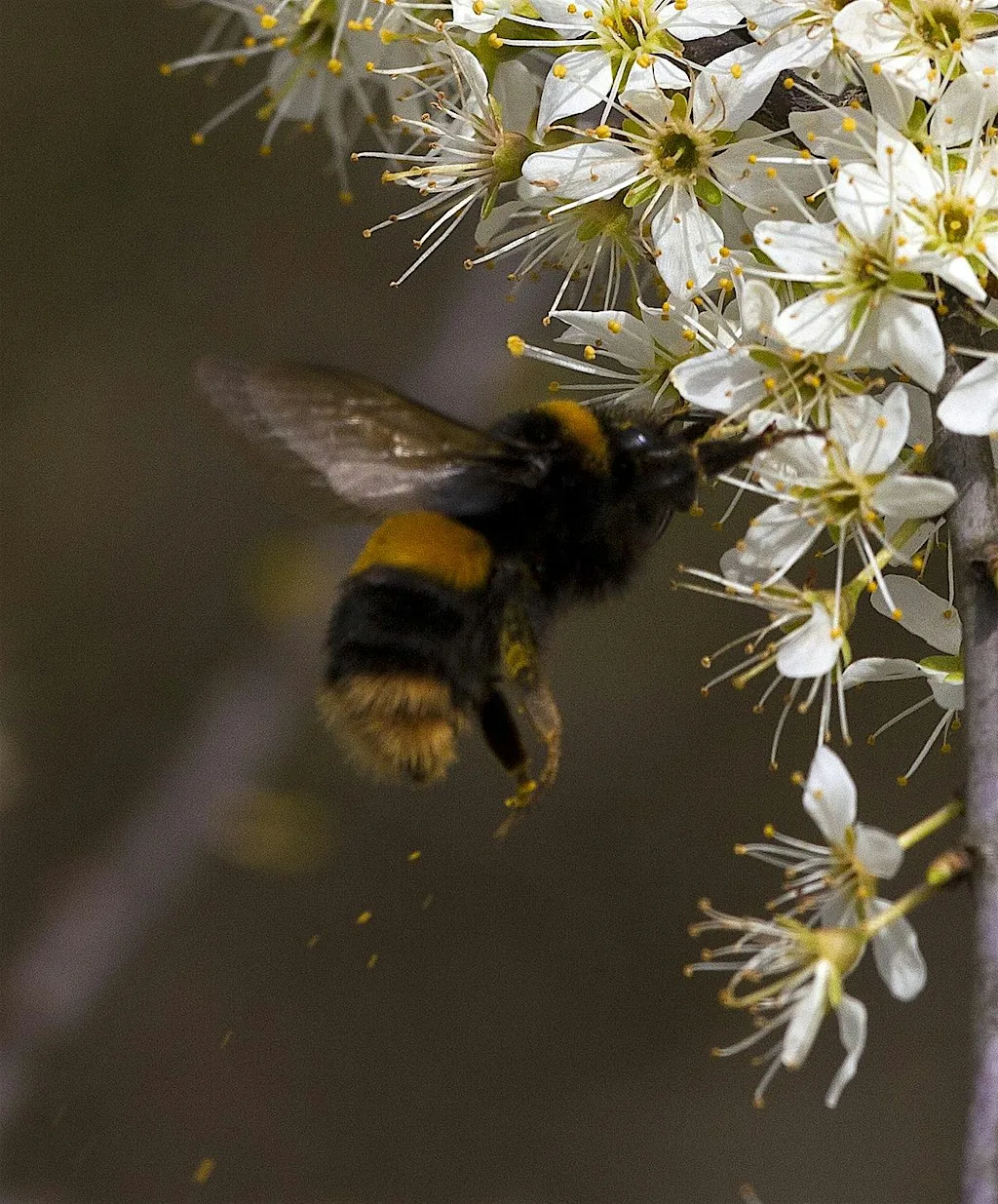Bees and other insects with Nick Owens at Cley Marshes Visitor Centre