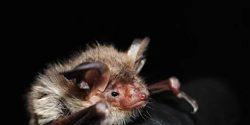 Bats for beginners Talk, Night Walk and Poetry - Woolley Firs, Maidenhead, Thursday 10 September at Woolley Firs Environmental Education Centre