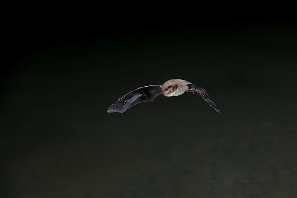 Hanningfield family bat evening