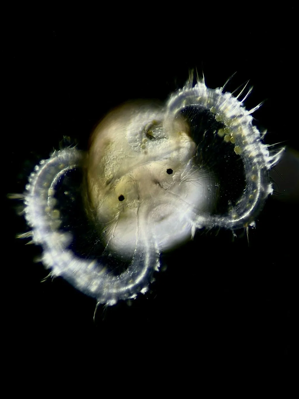Plankton fishing for families (ages 7 years and above) at Cley Marshes Visitor Centre
