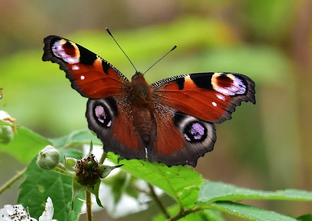 NWT Sweet Briar Marshes: Beautiful butterflies (family event) at bmx track