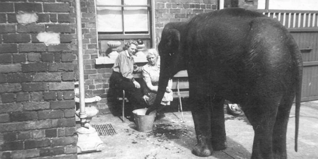 Sheila the Elephant: A Wartime Tale from Belfast (3pm) at Northern Ireland War Memorial Museum