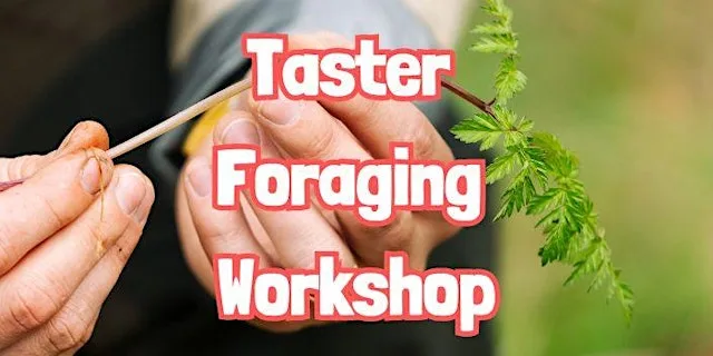 TASTER Foraging Workshop in Frodsham (Cheshire) at Frodsham Hill Car Park