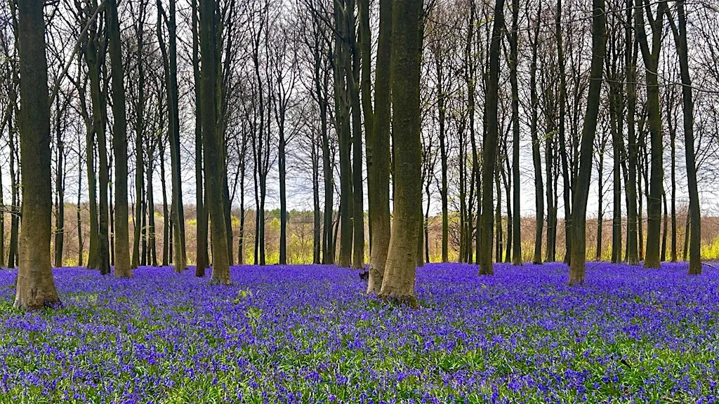Hike the Stour valley and Kings Wood, Wildflowers and Bluebells at Saint Pancras Station
