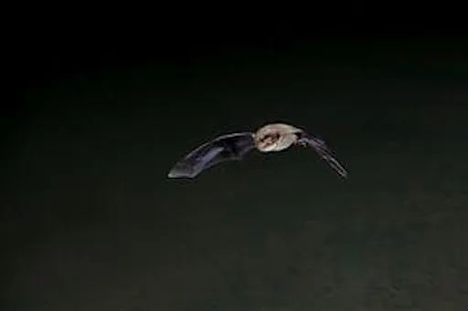 Thameside bat evening at Thameside Nature Discovery Park (new)