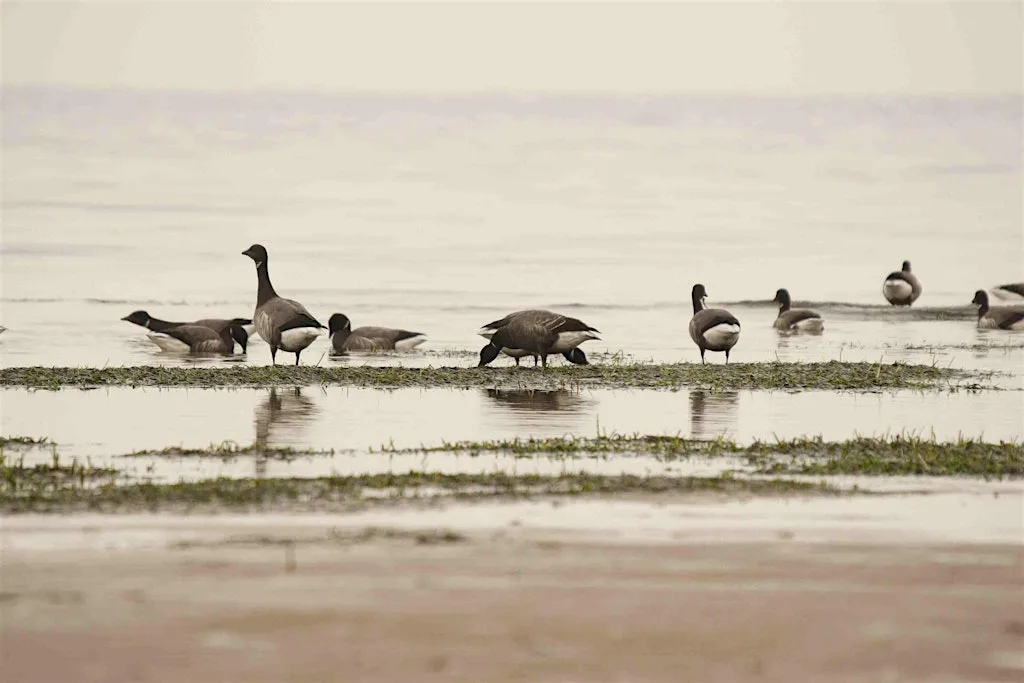 Winter waders at Farlington Marshes Nature Reserve