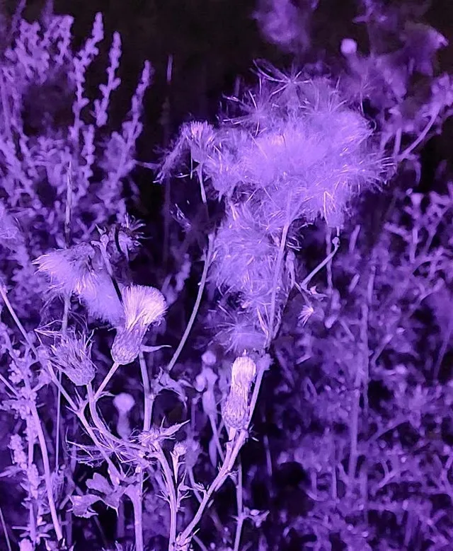 NWT Sweet Briar Marshes - Biofluorescent bugs (Adult event) at bmx track