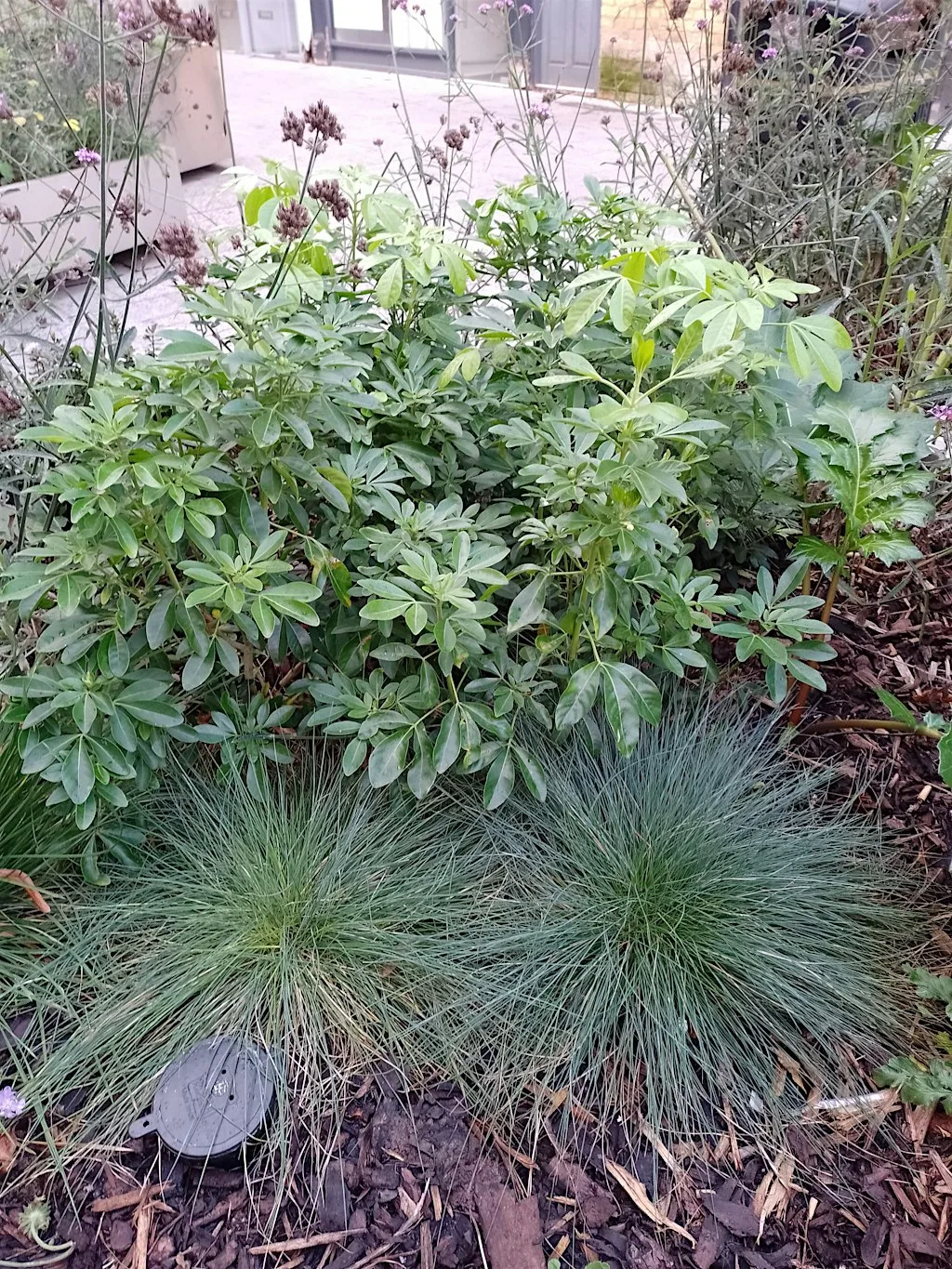 Nature at the heart of White Hart Street