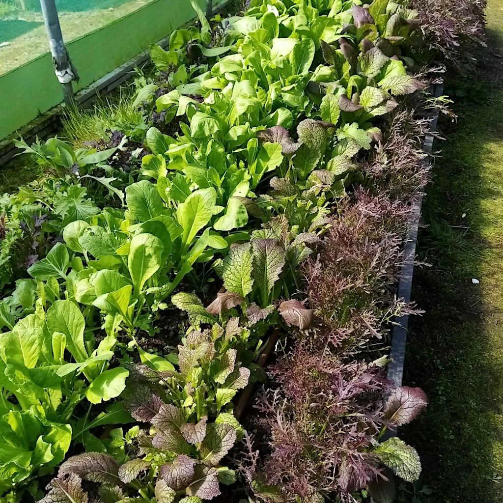 Veg stall at Campy Growers ! at Campy Growers
