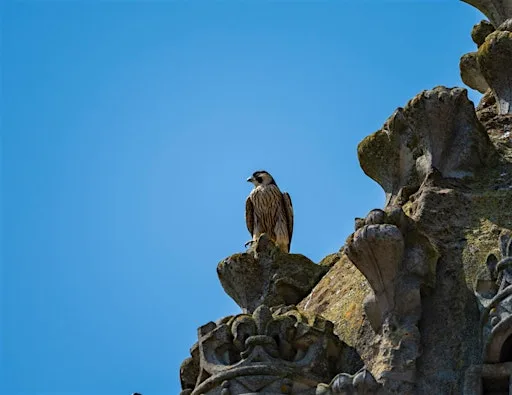 Raptors in Flight: Wildlife Photography - CPM 26 at Histon Football Club