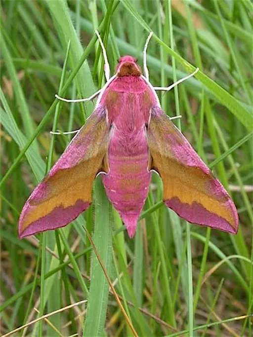 Discover the Moths of Haigh at Haigh Woodland Park