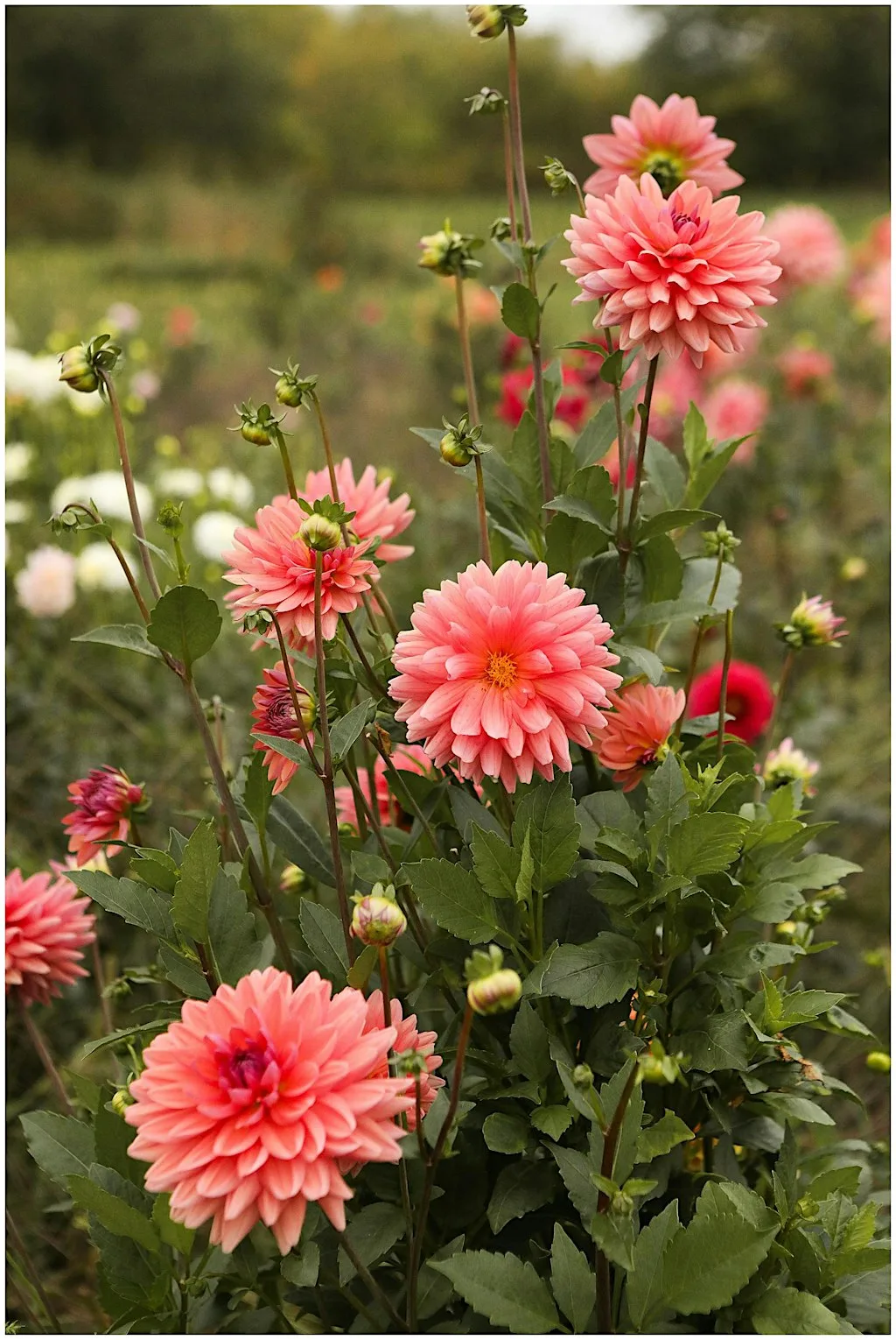Flower Arranging: Cut & Come Again Flowers – Gardening Workshop at Lets Grow Preston at Ashton Walled Community Garden