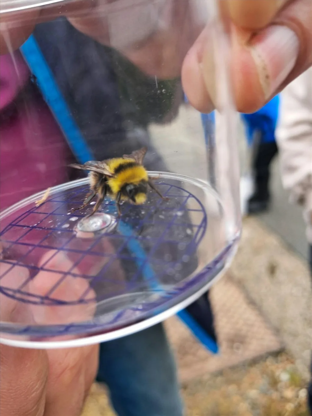 Wildlife Watch Bees and Butterflies Rye Harbour (420337035) at Rye Harbour Discovery Centre
