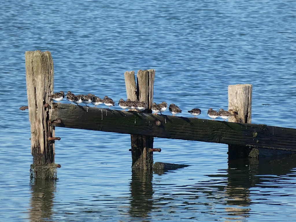 Guided Beginners Birdwatching Walk at Seasalter at Seasalter Sailing Club