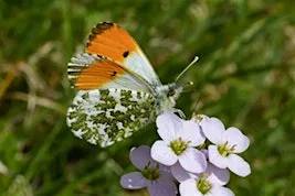 Summer Nature Walk at Clifton Country Park