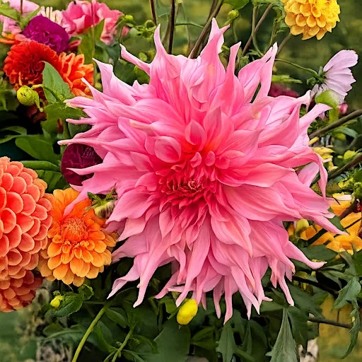 Paint the seasons | August | Dahlias & Abundance at The Chestnut Horse