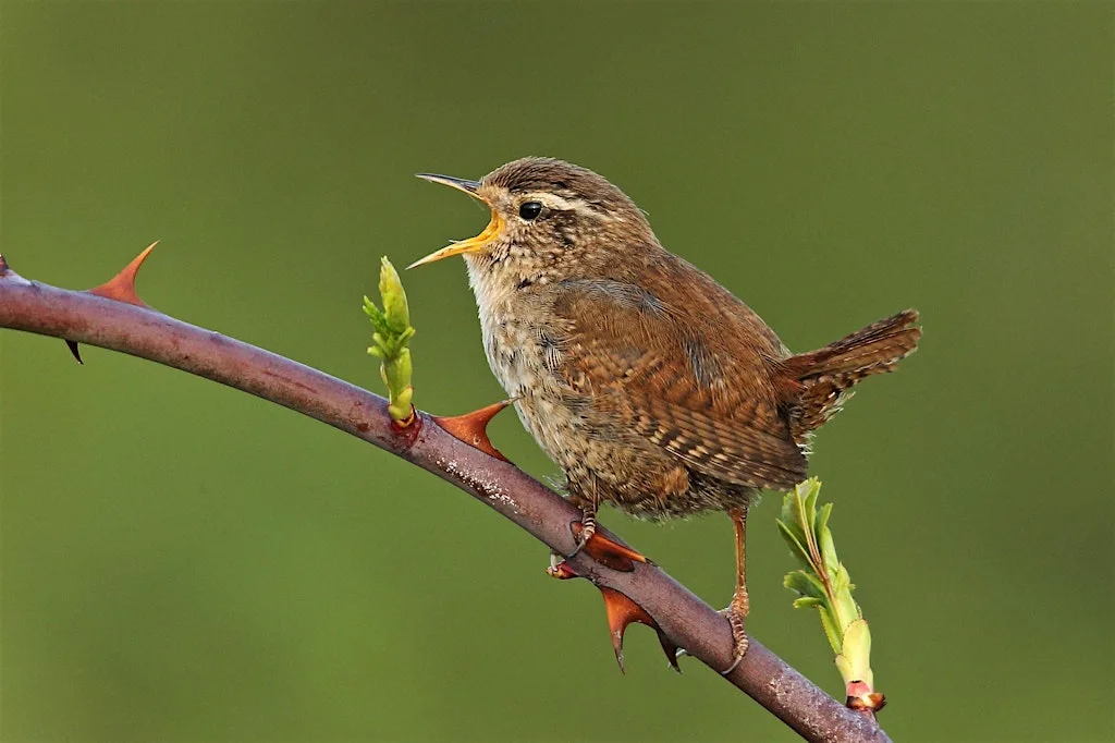Bird ID for Beginners at Attenborough Nature Reserve