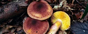 Fungi Identification Course - Woolley Firs, Saturday 7 November at Woolley Firs Environmental Education Centre
