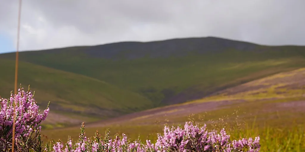 Conservation day at Skiddaw Forest Nature Reserve at Skiddaw Forest