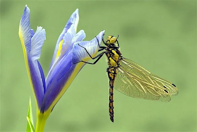 Dragonfly & Damselfly ID Training at Swanwick Lakes Nature Reserve