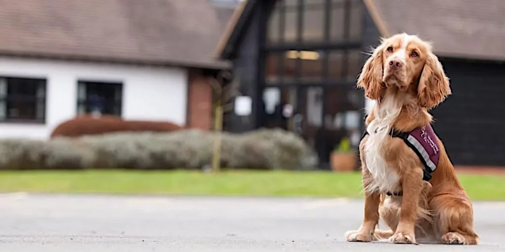 Hearing Dogs Tour & Demo 1st September 2026 at Hearing Dogs For Deaf People