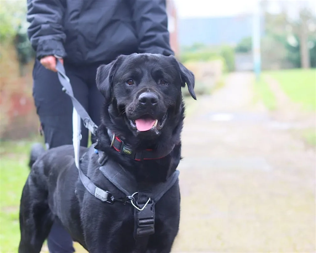 Understanding Dog Reactivity Talk at Cheltenham Animal Shelter