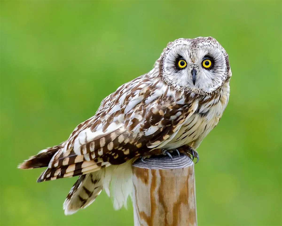 Owl flying with Hawkeye Falconry at Queen's Building Lecture Theatre, Emmanuel College