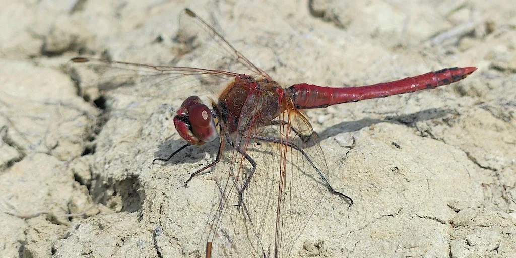 Members Event: Discover the Damselflies and Dragonflies of West Rise Marsh at Sevenoaks Road Rec