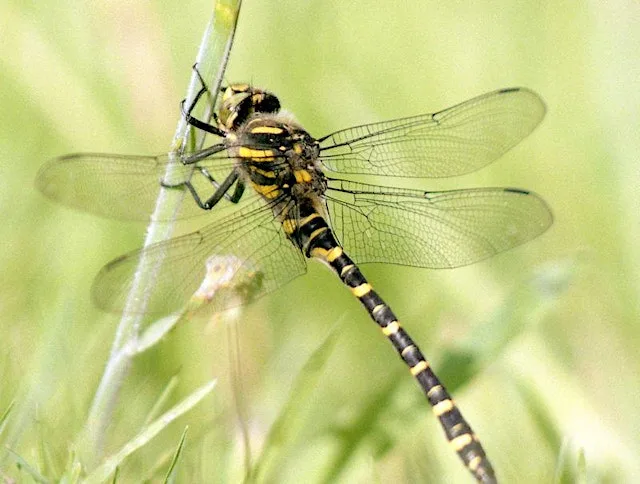Members Event: Dragonflies and Damselflies of Woods Mill Nature Reserve at Woods Mill Nature Reserve