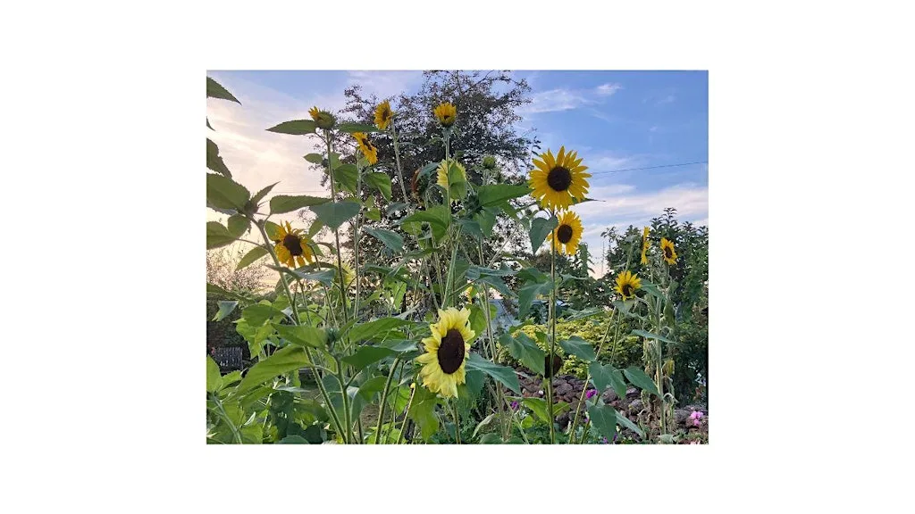 Summer Words & Song at The Waldegrave - East Harptree