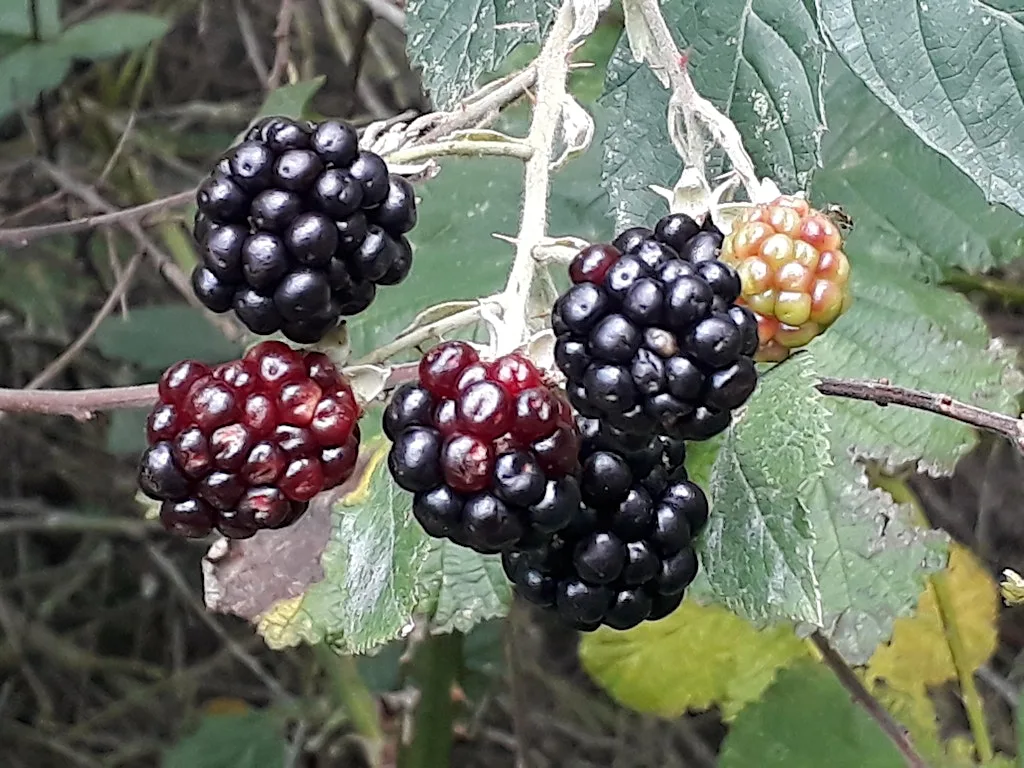 Autumn Equinox Forest Bathing @ Frodsham Woods at Frodsham Woods