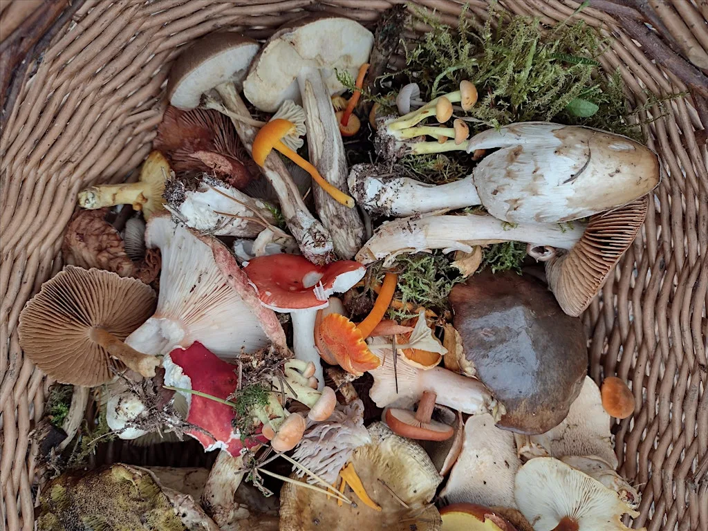 Autumn Equinox Networking event at Slattadale Meadow