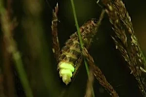 Evening Walk to Search for Glow Worms at Cherry Hinton Chalk Pits