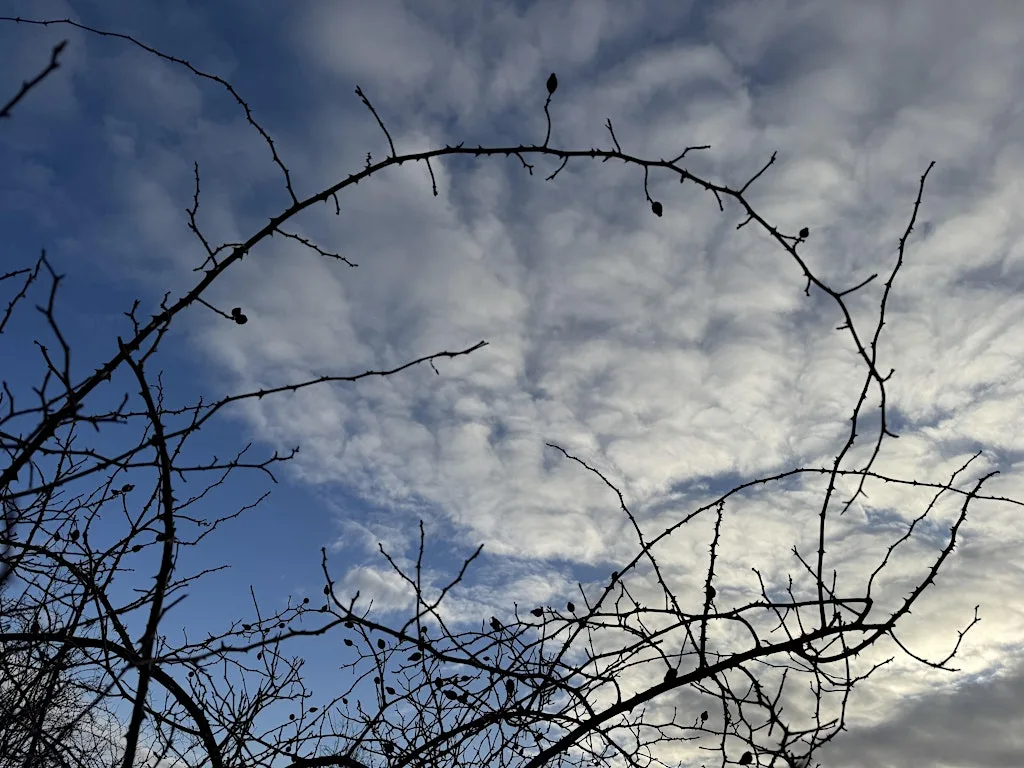 Noticing nature - photo walk at Bmx track