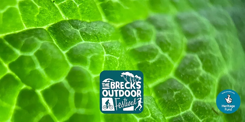 Microscopic Marvels at Brandon Country Park