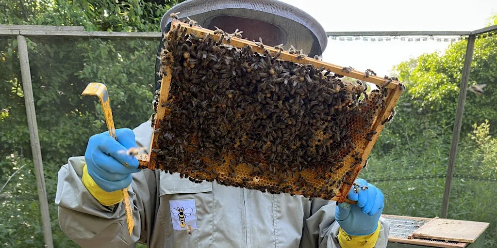 Practical introduction to beekeeping with TBKA at Tyneside Beekeepers