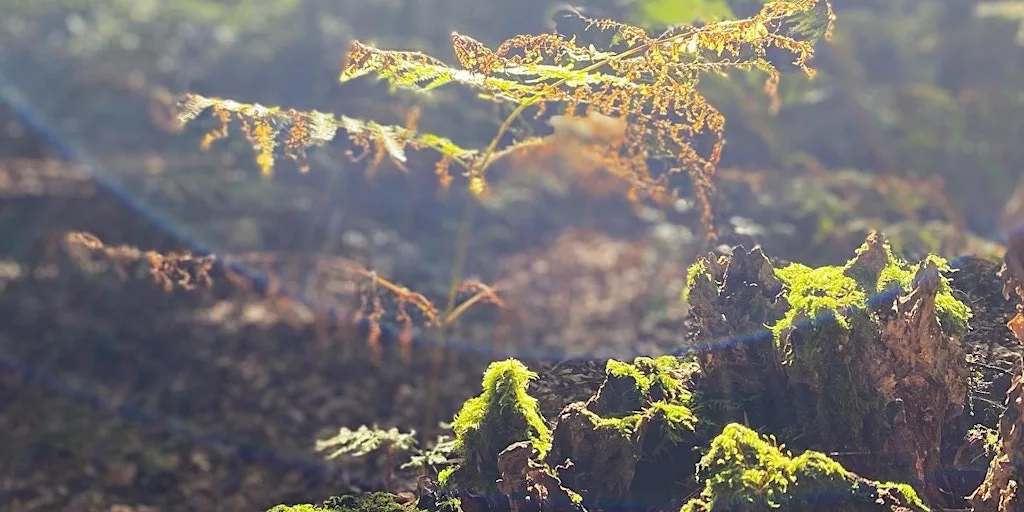 Forest Bathing+ @ Alton Water, Suffolk AUTUMN SESSION at Alton Water Visitor Centre