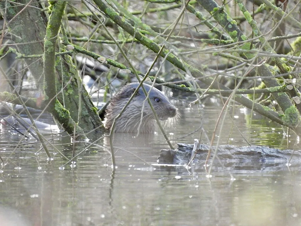 Otter Walk at Attenborough Nature Reserve at Attenborough Nature Reserve - Parking at ANC