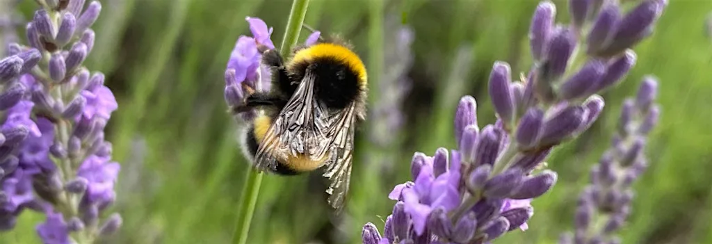 Wildflower Nursery Meet & Grow Session at Chiltern Rangers Depot