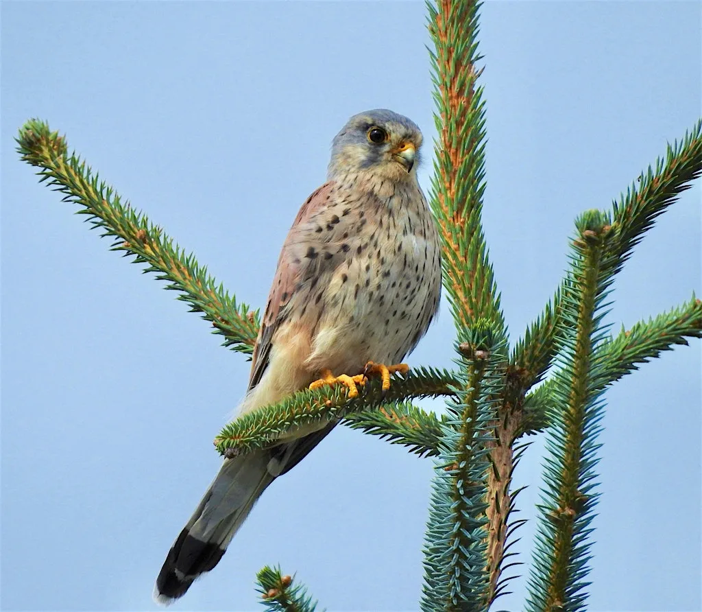 Raptor Rangers- recording and protecting birds of prey. at Glenariff Forest Park